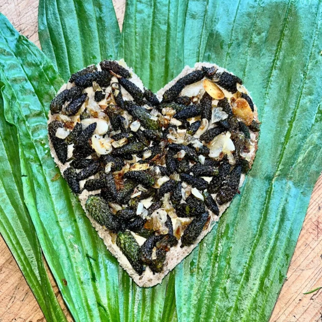 💚„Nettis Wiesen Delikatesse“ 💚

Wir wissen mittlerweile fast alle, dass die Blätter des Spitzwegerichs ein wunderbares Wiesenpflaster für kleinere Verletzungen sind, bei Insektenstichen erste Hilfe leisten und als Ansatz aus Honig/Zucker schleimigen Husten lösen können. 

Wusstet ihr, das die Spitzwegerich Knospen nach Champignons schmecken? 
In einer Pfanne mit Zwiebeln und Knoblauch angebraten, sind sie eine richtige Wiesendelikatesse💚. 
Viel Spaß beim Ausprobieren.

@hegerundsammler 
(Unbezahlte Werbung)
.
.
.
.
#nettisnaturkinder #stiftung  #naturschätze  #naturkunde  #selbstgemacht #naturkinder #nachhaltig 
#waldpädagogik #naturkind 
 #naturfühlen 
#waldkinder #geschenkausderküche
#marienkäfer #KreativMitDerNatur #Naturinspiration #saisonal #jahreszeiten #sammeln #… #spitzwegerich
#kita #wildkräuter #erdbeeren #KreativMitDerNatur#kräuterfachwirt