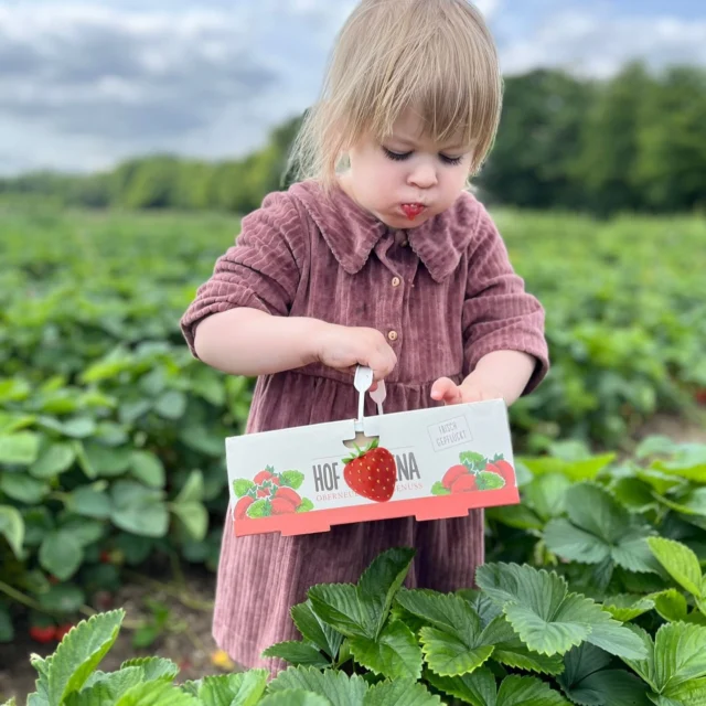 🍓Erdbeeren haben im Juni Saison 🍓❣️

Saisonal bedeutet, dass die Erdbeeren in ihrer natürlichen Erntesaison angeboten oder konsumiert werden – also dann, wenn sie in der Region (z. B. in Deutschland, Österreich oder der Schweiz) auf natürliche Weise reif werden. 🍓❣️