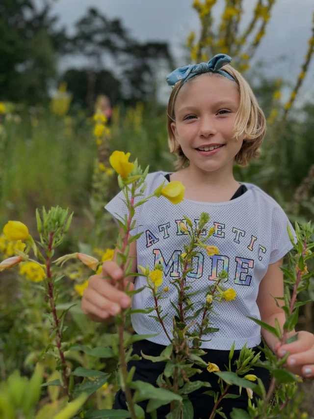 Tag 14 Sommerferien Programm für die Kinder der Mitarbeiter der Waldklinik Jesteburg und Praktikantin Caroly 🫶🏻

🩷💛 10 Mini Rüsselkäfer haben heute die Blüten von Rotklee und Nachtkerze zu einem Blütenzucker verarbeitet 🩷💛

Wusstet ihr, dass die Blüte der Nachtkerze angenehm süßlich schmeckt? Ein bisschen nach Vanille. 

Rotklee schmeckt ebenfalls leicht süßlich, erinnert an frisches Heu.

Die Blüten eignen sich herrlich als Dekoration auf Salaten oder Dessert 🩷💛￼#nachtkerze #rotklee #blütenzucker #ferienprogrammfürkinder
